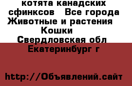 котята канадских сфинксов - Все города Животные и растения » Кошки   . Свердловская обл.,Екатеринбург г.